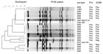 Thumbnail of Pulsed-field gel electrophoresis (PFGE) of a stratified random sample of USA300 isolates and corresponding PCR results for Panton-Valentine leukocidin (PVL) and arginine catabolic mobile element (ACME). The Centers for Disease Control and Prevention’s PFGE results for USA300, USA300-0114, and SCCmec IVb were added as controls.