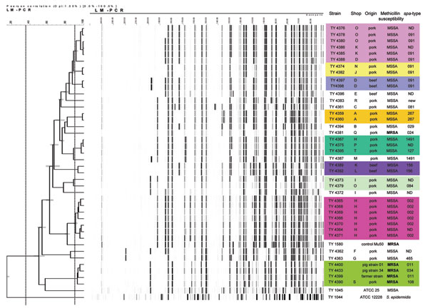 Amplified fragment gel electrophoresis typing and spa typing results of the Staphylococcus aureus isolates, methicillin susceptible (MSSA) and methicillin resistant (MRSA), in pork and beef. The boxes indicate clonally related strains. The columns indicate the strain number, the shop where the sample was bought, the origin of the sample, methicillin susceptibility, and spa type. ATCC, American Type Culture Collection; ND, not determined.