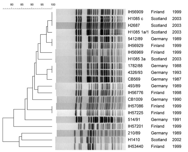 Pulsed-field gel electrophoresis of XbaI-digested DNA from SFO157 strains. Strain designation, source, and year of isolation are shown at right. This unweighted pair-group method with arithmetic mean dendrogram was generated in BioNumerics software (Applied Maths, St-Martens-Latem, Belgium) by using Die coefficient with a 1.0% lane optimization and 1.0% band position tolerance. The scale above the dendrogram indicates percent similarity.