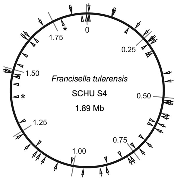 Locations of 38 insertion-deletion and 25 multilocus variable-number tandem repeat analysis (MLVA) markers on the physical genome map of Francisella tularensis subsp. tularensis strain SCHU S4. Positions are given with reference to the predicted origin of replication set at position 0. Indel and MLVA marker locations are depicted by wedges on the outside and inside of the circle, respectively. Two asterisks indicate the duplicate occurrence of the MLVA loci Ft-M14 at 2 different locations because it is part of a large sized genome duplication (1,25).