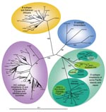 Thumbnail of Unrooted phylogenetic tree generated by the neighbor joining (NJ) method with a 624-bp fragment of the K1 gene. The phylogeny was derived by the NJ method by using the GTR model in the PAUP program version 4.0b10 (Sinauer Associates, Sunderland, MA, USA). Reliability of the inferred tree was evaluated by bootstrap analysis on 1,000 replicates. Branch lengths are drawn to scale, with the bar indicating 0.1-nt replacement per site. Numbers on each node indicate the percentage of bootstrap samples (1,000) in which the cluster is supported. Only bootstrap values &gt;75 are given. Not all samples have been labeled because of space constraints. The 30 new ORFK1 HHV-8 sequences (GenBank accession nos. EF589742–EF589771) were analyzed with 195 HHV-8 available sequences from the GenBank database.