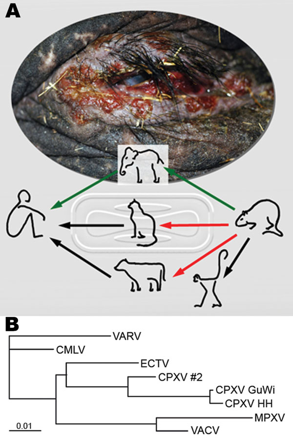 Route of cowpox virus (CPXV) transmission and phylogenetic analysis of orthopoxviruses. A) Disseminated ulcerative lesions of the skin around the eye of the circus elephant. Although transmission of CPXV has been confirmed from cats and cows to humans (black arrows) (1,2), transmission from rodents, commonly mice, to cats and cows is suspected but still unproven (red arrows) (3). Rats have been confirmed as vectors for CPXV transmission to monkeys and humans (4,7). A complete chain of CPXV infection is verified from rat to elephant and from elephant to human (green arrows). B) Phylogenetic tree of nucleotide sequences of the complete hemagglutinin open reading frame (921 bp) from CPXV isolates from the elephant and rat (CPXV GuWi), and additional poxviruses available in GenBank: VARV (variola major virus, strain Bangladesh-1975; L22579), CMLV (camelpox virus M-96, Kazakhstan; AF438165.1), ECTV (ectromelia virus, strain Moscow; AF012825.2), CPXV HH (cowpox virus cowHA68, Hamburg; AY902298.2), MPXV (monkeypox virus, strain Zaire-96-I-16; AF380138.1), and VACV, (vaccinia virus WR; AY243312). In addition, the complete sequence of the hemagglutinin gene obtained from a different human CPXV case (CPXV #2) found in that area is shown. Nucleotide sequences were aligned and analyzed by using the BioEdit software package (www.mbio.ncsu.edu/BioEdit/bioedit.htm). A multiple alignment was analyzed with the neighbor-joining method. The branch length is proportional to evolutionary distance (scale bar).