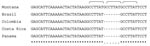 Thumbnail of Differentiation of Rickettsia rickettsii type strain Sheila Smith from Montana from R. rickettsii strains from Central and South America. A tandem repeat region corresponding to 563048–563028 nt of the strain Sheila Smith genome and flanking sequences were amplified with AF (5′-GTGATTGCTATATTTCGCTTT-3′) and AR (5′- CTAAGATTTGTTCCGTATAGG-3′) primers as described elsewhere (7). Repeat sequence (GCCTTAT, indicated with brackets) present in 3 copies in strain Sheila Smith, whereas only 2 copies were present in R. rickettsii isolates from Brazil, Colombia, Costa Rica, and Panama. Homologous sequences of these strains are deposited to GenBank under the following accession nos.: DQ666020, R. rickettsii strain Panama 2004; DQ666021, R. rickettsii strain Brazil; DQ666022, R. rickettsii strain Colombia; DQ666023, and R. rickettsii strain Costa Rica.