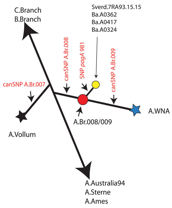 Schematic single nucleotide polymorphism (SNP) tree for Bacillus anthracis. This tree illustrates the relative positions of several sequenced strains of B. anthracis that form the specific sublineages in the A group of B. anthracis and in particular the Western North American lineage (A.BR.WNA, represented by a blue star [10]). The canonical SNPs and their positions are depicted in red lettering. A branch point (red circle) or node designated A.Br.008/009 originally represented 154 isolates and canSNP analysis places Sverdlovsk 7.RA93.15.15 in this node. The new pagA SNP981 defines a new branch radiating from this node and contains at least 3 other isolates.