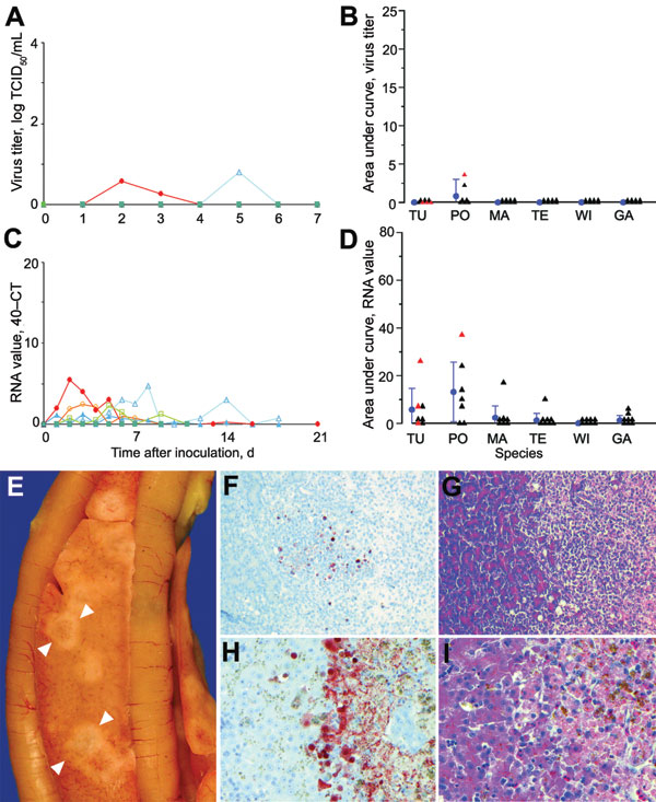 Mean cloacal excretion of highly pathogenic avian influenza virus (H5N1) by wild ducks by A) virus isolation and C) reverse transcription–PCR (RT-PCR). Legend for panels A–D as in Figure 2. E) Pancreas showing multiple foci of necrosis (between arrowheads) in a pochard. F) Pancreatic acinar cells in a pochard and H) hepatocytes in a tufted duck, showing the transition area between normal and necrotic tissue expressing abundant influenza virus antigen. G) Pancreatic lesions in a pochard and I) hepatic lesions in a tufted duck, characterized by sharp transition between normal tissue (left side of panels) and foci of necrosis and inflammatory cell infiltration (right side of panels). F, G original magnification ×50. H, I original magnification ×100. Tissues were stained either by immunohistochemistry that used a monoclonal antibody against the nucleoprotein of influenza A virus as a primary antibody (F, H) or with hematoxylin and eosin (G, I).