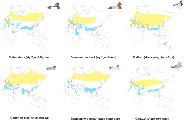 Distribution in the eastern hemisphere of the 6 wild duck species used in this study. Yellow, summer (breeding) range; blue: winter range; green, permanent range. (Sources: del Hoyo J, Elliot A, Sargatal J, editors. Handbook of the birds of the world. Volume 1: Ostrich to ducks. Barcelona: Lynx Edicions, 1992; Mullarney K, Svensson L, Zetterström D, Grant PJ. ANWB bird guide of Europe [in Dutch]. Baarn, the Netherlands: Tirion Uitgevers, 2000.)