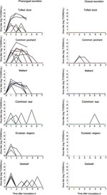 Thumbnail of Individual pharyngeal (A) and cloacal (B) excretion of highly pathogenic avian influenza virus (H5N1) in wild duck species, by virus isolation.