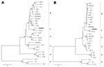 Thumbnail of Phylogenetic analyses of the NSP4 nucleotide (A) and amino acid (B) sequences displaying the relationships between porcine rotavirus strain CMP034 (shown in boldface), P21–5, and other 5 known NSP4 genetic groups. Bootstrap values are shown at the branch nodes. Branch length for a 10% nucleotide difference is indicated at the bottom.