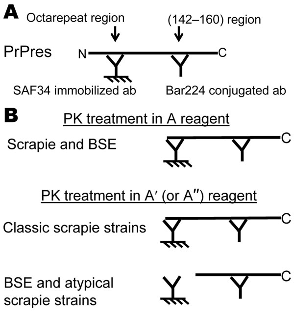 Principle of the 2-site immunometric typing assay. A) EIA screening test. In these conditions (Bio-Rad, Hercules, CA, USA), after mild proteinase K (PK) digestion, denatured PK-resistant prion protein (PrPres) is captured by the solid phase–immobilized antibody SAF34, recognizing the octarepeat region, and shown by the Bar224 tracer antibody, directed against the core of the protein. B) EIA typing test. In this test, the PrPres-containing sample is treated in 2 sets of PK conditions. In the first set of conditions (PK treatment in A reagent, Bio-Rad screening condition), the octarepeat region is maintained in scrapie- and bovine spongiform encephalopathy (BSE)–associated PrPres; in the second set of conditions (high PK concentration in A′reagent), BSE- and labile strain–associated PrPres is more sensitive to PK digestion than the classic PrPres associated with scrapie strains. Calculation of the ratio in the 2 conditions differentiates BSE and labile strains from classic scrapie strains. ab, antibody.