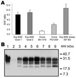 Thumbnail of Analysis of goats isolates with ELISA typing test and immunoblot. Two experimental bovine spongiform encephalopathy (BSE) samples in goats analyzed by using the manual typing ELISA (A) gave ratios similar to those of experimental BSE in sheep. Results are the mean of 3 independent experiments. Experimental goat BSE and BSE-like field isolate Ch636 were analyzed by Western blot and compared with scrapie goat isolates (B). Lane 1, untreated negative brain homogenate. Lane 2, proteinase K (PK)–treated negative brain homogenate. Lanes 3–9, PK-treated positive isolates: French scrapie isolate 99–1316 (lane 3); experimental ovine BSE 397 BS (lane 4); experimental BSE goat 2 (lane 5); French goat isolate Ch 636 (campaign 2002) (lane 6); French scrapie goat isolates Ch517 and Ch519 (campaign 2002) (lanes 7 and 8, respectively); Norwegian scrapie isolate (Lavik, lane 9). MW, molecular weight.