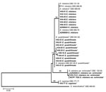 Thumbnail of Neighbor-joining tree based on β-tubulin sequence data of the Emericella isolates examined. Clinical isolates are set in boldface. Numbers above branches are bootstrap values. Only values &gt;70% are indicated. T indicates the type strain; * indicates the isolates that had been misidentified by morphologic identification as E. nidulans. Scale bar represents genetic distance calculated by the Kimura 2-parameter model (18).