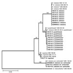 Thumbnail of Neighbor-joining tree based on calmodulin sequence data of Emericella isolates examined. Clinical isolates are set in boldface. Numbers above branches are bootstrap values. Only values &gt;70% are indicated. T indicates the type strain; * indicates the isolates that had been misidentified by morphologic identification as E. nidulans. Scale bar represents genetic distance calculated by the Kimura 2-parameter model (18).