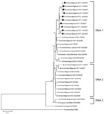 Thumbnail of Phylogenetic tree for the hemagglutinin gene of influenza viruses constructed by neighbor-joining method. Sequences obtained in this study were labeled with a circle (EMA1/EMA2-2:6-R07 group) and triangle (EMA2 group). The remaining sequences can be found in GenBank. The numbers at each branch point represent bootstrap values, and they were determined by bootstrap analysis by using 1,000 replications. Scale bar = 0.01 nucleotide substitutions/site.<!-- INSERT SHAPE -->