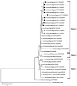 Thumbnail of Phylogenetic tree for nucleoprotein gene of influenza viruses constructed by neighbor-joining method. Sequences obtained in this study were labeled with a circle (EMA1/EMA2-2:6-R07 group) and triangle (EMA2 group). The remaining sequences can be found in GenBank. The numbers at each branch point represent bootstrap values, and they were determined by bootstrap analysis by using 1,000 replications. Scale bar = 0.01 nucleotide substitutions/site.