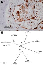 Thumbnail of Evidence concerning the identity of the morbillivirus infecting Mediterranean striped dolphins in 2007. A) Immunohistologic staining of lung tissue with a MoAb anti CDV-NP, counterstained with hematoxylin. Epithelial bronchiolar cells and cells in the bronchiolar lumen are positively stained. B) Phylogenetic analysis of the N1/N2 region of the morbillivirus N genes. The number indicated at each node represents the bootstrap value after 10,000 replicates. The evolutionary distances were computed with the Kimura 2-parameter method and are in the units of the number of base substitutions per site. The tree is drawn to scale, with branch lengths in the same units as those of the evolutionary distances used to infer the phylogenetic tree. Details of each isolate used for this study and accession numbers for each of the sequences are as follows: DMV 2007 isolate (EU124652), PMV G12 isolate (AY949833), PPRV Nigeria/75/1 Vaccine (X74443), PDV DK/88 strain (X75717), RPV RBOK vaccine strain (Z30697), DMV isolate (AJ608288), CDV Onderstepoort vaccine strain (AF305419), and MV Edmonston vaccine strain (AF266288). DMV, dolphin morbillivirus; PMV, porpoise morbillivirus; PPRV, peste des petits ruminants virus; PDV, phocine distemper virus; RPV RBOK, rinderpest virus RBOK strain; CDV, canine distemper virus; MV, measles virus.