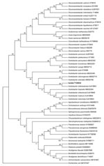 Thumbnail of Phylogenetic tree showing the position of Acetobacter indonesiensis (isolate 7120034, GenBank accession no. EF681860), in boldface, within acetic acid bacteria and other gram-negative rods. The tree was based on 16S rDNA comparison by the neighbor-joining method. Numbers along the branches indicate bootstrap values.