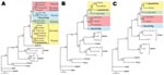 Thumbnail of Maximum-likelihood phylogenetic trees of Dobrava-Belgrade virus (DOBV), showing the phylogenetic placement of novel Russian isolates Sochi/Ap and Lipetsk/Aa (in boldface) based on A) complete S-segment open reading frame (ORF) (nucleotide sequence positions 36–1325), B) complete M-segment ORF (nt positions 41–3445), and C) partial L-segment sequences (374 nt, positions 157–530). Different DOBV lineages are marked by colored boxes: yellow, DOBV-Aa; green, Saaremaa; red, DOBV-Af; blue, DOBV-Ap (Sochi virus). The Sochi/Ap and Lipetsk/Aa S-, M-, and L-segment sequences were deposited in GenBank under accession nos. EU188449–EU188454. The trees were computed with the TREE-PUZZLE package by using the Tamura Nei evolutionary model. The values at the tree branches are the PUZZLE support values. The scale bar indicates an evolutionary distance of 0.1 substitutions per position in the sequence. SANGV, Sangassou virus; HTNV, Hantaan virus; SEOV, Seoul virus; PUUV, Puumala virus; TULV, Tula virus; SNV, Sin Nombre virus, ANDV, Andes virus; THAIV, Thailand hantavirus.