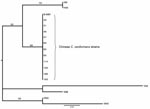 Thumbnail of The phylogenetic tree for maximum parsimony analysis composed on the basis of the M13-PCR pattern of 12 Chinese Cryptococcus neoformans strains. Numbers above the branches represent bootstrap support percentages based on 500 replicates. The scale bar represents the inferred number of steps along a branch of the tree.