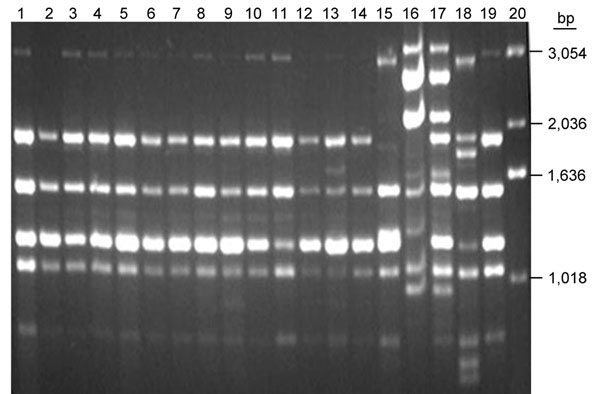 (GACA)4 comparison between fingerprint pattern of Chinese Cryptococcus neoformans strains and reference strains. Lanes: 1, VNI; 2-12, 11 Chinese strains; 13, H99; 14, Chinese strain B-4587; 15, VNBt63; 16, VNI; 17, VNIII; 18, VNII; 19, VNI; 20, marker.