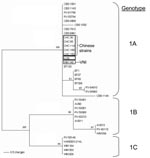 Thumbnail of Phylogenetic tree constructed on the partial sequence of intergenic spacer region 1 (IGS)1-5.8S-IGSII region. The tree was computed with PAUP*4 (24) (heuristic search, stepwise addition, random addition sequence, nearest neighbor interchange, 100 maximum trees). Numbers represent bootstrap values of 500 replicates. Sequence data contained a total of 770 characters (747 constant characters; 4 uninformative characters; 19 parsimony informative characters). Gaps were represented as missing data. Each character was treated as an independent, unordered, multiple character of equal weight.