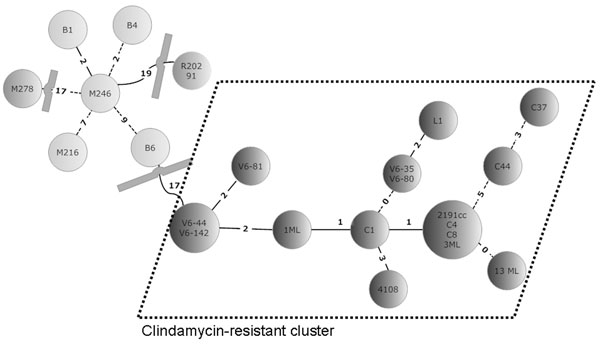 Minimal spanning tree of 23 Clostridium difficile isolates. In the circles, the individual isolates are mentioned. The numbers between the circles represent the summed tandem repeat differences (STRDs) between multiple-locus variable-number tandem-repeat analysis types. Straight lines represent single-locus variants, dashed lines double-locus variants. Curved lines represent triple-locus variants. Two related clusters can be discriminated: the light gray cluster (isolates B1, B4, M246, B6, and M216) and the cluster within dotted lines (isolates V6–44, V6–142, V6–81, 1ML, C1, 4108, V6–35, V6–80, L1, 2191cc, C4, C8, 3ML, C44, C37, and 13ML) The isolates in the light gray cluster are sensitive to clindamycin; isolates in the cluster surrounded by dashed lines are resistant. Two isolates (M278 and R20291) did not belong to a cluster but were more related to the sensitive cluster than to the resistant cluster. Genetically related clusters were defined by an STRD &lt;10.