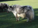 Thumbnail of A captive yak infected with bluetongue virus. Tongue is swollen, cyanotic, and protruding from the mouth.