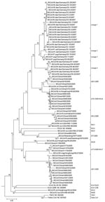 Thumbnail of Phlyogenetic analysis of northern German bat coronaviruses (CoV) (lineages 1–4) and related group I CoVs from bats and other mammals. Analyses were conducted in MEGA4 (32), by using the neighbor-joining algorithm with Kimura correction and a bootstrap test of phylogeny. Numbers at nodes denote bootstrap values as percentage of 1,000 repetitive analyses. The phylogeny is rooted with a Leopard CoV, ALC/GX/F230/06 (33). The column on the right shows bat CoV prototype strain names or the designations of type strains of established mammalian CoV species.