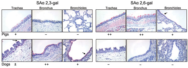 Lectin staining (red stain) for SAα 2,3-gal (avian influenza virus receptors) and SAα 2,6-gal (human influenza virus receptors) in canine trachea, bronchus, and bronchioles, together with porcine tissues as a positive control. Original magnification all x300. −, no staining; ±, rare or few positive cells; +, moderate numbers of positive cells; and ++, many positive cells.