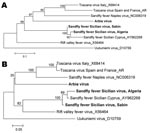 Thumbnail of Phylogenetic analysis of Sandfly fever Sicilian virus, Algeria, based on A) 207-nt or B) 67-aa sequence in the polymerase gene. Distances and groupings were determined by the pairwise or Kimura 2-parameter algorithm and neighbor-joining method with the MEGA v2 software program (www.megasoftware.net). Bootstrap values are indicated and correspond to 500 replications. Boldface indicates virus names that correspond to sequences determined in this study. Scale bars indicate pairwise nucleotide distances (0.1 = 10%) and Kimura 2-parameter amino acid distances (0.05 = 5%).