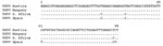 Thumbnail of Comparison at nucleotide level of sequenced fragment among related Usutu virus (USUV). Dot indicates coincident nucleotide. The partial nucleotide sequence of detected Spanish USUV has been deposited in the GenBank database under accession no. AM909649. S. Africa, South Africa.