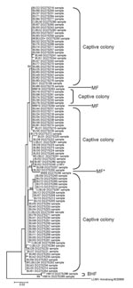 Thumbnail of Unrooted neighbor-joining tree using the p-distance model (1,000 replicates) for a section of the glycoprotein precursor gene gene, showing bootstrap values of &gt;60 for all sequences identified in this study (283 bp) and indicating site of origin. Captive colony, MF 2004, and BHF 2005 as in Table 1. MF* is from Apodemus sylvaticus, and all other sequences are from Mus musculus. Scale bar indicates number of substitutions per site.