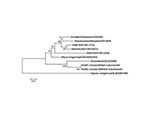 Thumbnail of Phyogenetic analysis of avian influenza virus H7 (A) and N3 (B) genes. Trees were generated with MEGA software (8) by using the neighbor-joining method (9). Evolutionary distances were computed by using the method of Nei and Gojobori (10). Percentage of replicate trees in which the associated taxa clustered together in the bootstrap test (1,000 replicates) is shown next to the branches. Scale bars indicate substitutions per site.