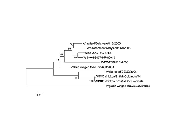 Phyogenetic analysis of avian influenza virus H7 (A) and N3 (B) genes. Trees were generated with MEGA software (8) by using the neighbor-joining method (9). Evolutionary distances were computed by using the method of Nei and Gojobori (10). Percentage of replicate trees in which the associated taxa clustered together in the bootstrap test (1,000 replicates) is shown next to the branches. Scale bars indicate substitutions per site.