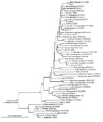 Thumbnail of Phylogenetic relationships between 3 unusual Cryptosporidium genotypes and known Cryptosporidium species/genotypes as inferred by a neighbor-joining analysis of the small subunit rRNA gene. Evolutionary distances were calculated by the Kimura 2-parameter model with Eimeria tenella as an outgroup. Bootstrapping values &gt;50% from 1,000 pseudoreplicates are shown at branches.