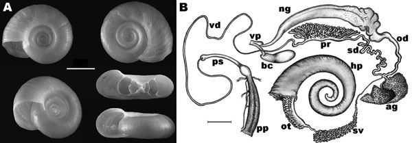 A) Shell morphology of Biomphalaria tenagophila snail from Romania. Diameter of the shell was 10–14 mm. The sinistrally coiled, flat shells are yellow-brown, discoidal, deeply and symmetrically biconcave, and consist of 5 or 6 slowly increasing whorls. The last whorl is rounded; the intermediate whorls are slightly angled on the left side. The aperture is circular or slightly ovate and angled toward the left side of the shell (i.e., toward the upper surface on the bottom right shell). Fine, parallel, rib-like transverse lines can be seen on the outer surface of the whorls. A series of photographs were prepared by focusing on different levels of the structure and these were combined by CombineZ5 (www.hadleyweb.pwp.blueyonder.co.uk), using “do combine” and “do average and filter” commands. Scale bar = 3 mm. B) Reproductive system of B. tenagophila snail from Romania; ag, albumin gland; bc, bursa copulatrix; hp, distal part of the hepatopancreas; ng, nidamental gland; od, oviduct; ot, ovotestis; pp, preputium; pr, prostate; ps, penis sheath; sd, spermiduct; sv, seminal vesicles; vd, vas deferens; vp, vaginal pouch. B. tenagophila–specific characteristics (5): &gt;200 diverticulae of the ovotestis; 7–11 main lobes of the prostate; and presence of vaginal pouch. Scale bar = 1 mm.