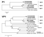 Thumbnail of Phylogenetic relationships in the P1 and viral protein 1 (VP1) genes. Analysis was done by using a neighbor-joining method with pairwise deletion for gaps, and 1,000 bootstrap reiterations for confidence testing. Bootstrap confidence values are depicted next to root points. Branch lengths are proportional to the evolutionary distances used to infer the phylogenetic tree. Phylogenetic analyses were conducted by using MEGA version 4 (24). For cardiovirus isolates from GenBank, accession number is shown after isolate identification number. For economic reasons, only for VP1 is the whole cardiovirus genus depicted. New strains from this study are shown in boldface. TMEV, Theiler murine encephalomyelitis virus; EMCV, murine encephalomyocarditis virus. Scale bars indicate number of substitutions per site.