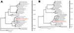 Thumbnail of Maximum likelihood trees of coronaviruses based on A) 780-bp fragment of the RNA-dependent RNA polymerase gene and B) 1,797 bp of the helicase (HEL) domain of open reading frame 1b. Trees were inferred under the General Time Reversible (GTR + Γ4 + I) model by using PAUP* version 4.0b (Sinauer Associates, Inc., Sunderland, MA, USA). Bootstrap support values &gt;90% are indicated. Previously defined phylogenetic groups and a putative novel group (10) are delineated by the bars on the