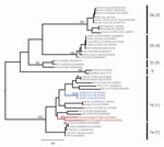 Thumbnail of Maximum likelihood tree of coronaviruses based on 378-bp fragment of the RNA-dependent RNA polymerase gene. The tree was inferred under the General Time Reversible (GTR + Γ4 + I) by using PAUP* version 4.0b (Sinauer Associates, Inc., Sunderland, MA, USA). Trinidadian bat coronavirus (Bt-CoV) sequences are highlighted in red and North American Bt-CoV in blue. Previously defined phylogenetic groups and a putative novel group (10) are delineated by the bars on the right. The numbering