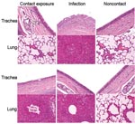 Thumbnail of Virus shedding and serologic response of beagles after experimental contact transmission of canine influenza virus. EID, egg infectious dose; PI, percentage inhibition.