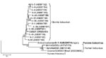 Thumbnail of Phylogenetic tree of porcine kobuvirus (Kobuvirus/swine/S-1-HUN/2007/Hungary, GenBank accession no. EU787450), based upon the 1,065-nt fragment of the kobuvirus 3C/3D regions. The phylogenetic tree was constructed by using the neighbor-joining clustering method; distance was calculated by using the maximum composite likelihood correction for evolutionary rate with help of the MEGA version 4.0 software (10). Bootstrap values (based on 1,000 replicates) for each node if &gt;50% are given. Reference strains were obtained from GenBank. The human rhinovirus 2 strain (X02316) was included in the tree as an outgroup. Scale bar indicates nucleotide substitutions per site.