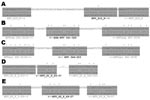 Thumbnail of Nucleotide sequence alignment of target regions of published bluetongue virus (BTV) real-time reverse transcription–PCR primers and probes (in boldface), which were used for detection of Toggenburg orbivirus (TOV). A) Segment 10 (10); B) segment 1, eastern serotype specific (13); C) segment 1, western serotype specific (13); D) segment 1 (14); E), segment 5 (14). Shaded areas indicate primer and probe sequences (in sense orientation), colons indicate sequence identity, arrows indicate orientations of probes and primers, and asterisks indicate mismatches between primers/probes and TOV genome sequence.