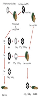 Thumbnail of Genetic reassortment and genesis of a new pandemic influenza virus. This study was designed to determine whether the selection and transmission of a new reassortant influenza A virus could occur under experimental conditions in vivo that mimic what might occur in nature. Reassortment between 2 antigenically distinct influenza A viruses was studied in turkeys that had been previously immunized to induce low levels of antibodies to the hemagglutinin (H) of a nonlethal turkey influenza