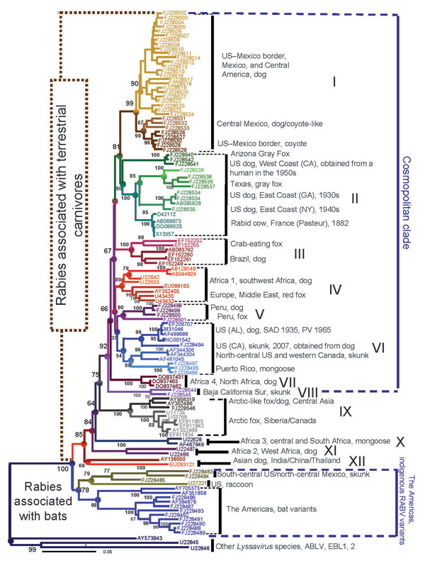 Neighbor-joining phyogenetic tree reconstructed by using entire nucleoprotein sequences that show the consensus topology observed with maximum-likehood and Bayes methods (www.mrbayes.net). The hierarchy encompassing phylogroups, clades, groups, lineages, and taxa of rabies viruses throughout the world is shown. SAD, Street-Alabama-Dufferin; RV, rabies virus; ABLV, Australian bat lyssavirus; EBL, European bat lyssavirus. Scale bar indicates number of nucleotide substitutions per site.