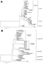 Thumbnail of Phylogenetic analysis of the nucleotide sequences of the VP7 and VP4 genes of untypeable group A rotavirus strains (RAV) from Bangladesh. A) Neighbor-joining phylogenetic tree based on nucleotide sequences of the VP7 encoding genes for untypeable RAV strains. B) Neighbor-joining phylogenetic tree based on nucleotide sequences of the VP4 encoding genes for untypeable RAV strains. The numbers in the branches indicate the bootstrap values. Reference strains of RAV G1 and P[8] strains w