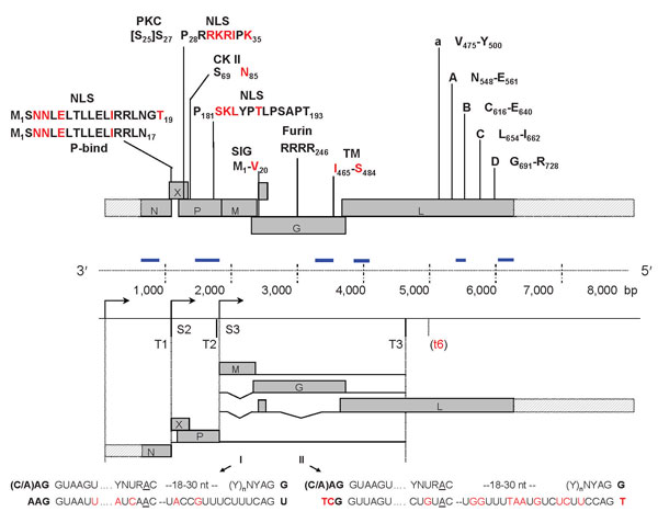 Conservation of genome organization, regulatory sequences, and protein domains of Borna disease virus (BDV) in novel strains from parrots 1034, 1322, and 1367. N, nucleoprotein; P, phosphoprotein; X, X protein; M, matrix protein; G, glycoprotein; L, L-polymerase protein. Genome regions not yet sequenced in the novel strains are shaded. P-bind, binding site for P on X; NLS, nuclear localization signals of X and P; PKC, protein kinase C epsilon phosphorylation sites in P; CK II, casein kinase phosphorylation sites in P; SIG, signal peptide; Furin, furin cleavage site; TM, transmembrane anchor of G; A – D, conserved RNA-dependent RNA polymerase motifs. Conserved sites/residues with respect to BDV strain V are shown in black; divergent sites/residues are indicated in red; K32 in P NLS-1 is divergent only in 1034/1322, K35 in NLS-1 and K183 in NLS-2 are divergent only in 1367. S2 and S3, start sites of transcription units 2 and 3, respectively, showing the conserved GAA initiation triplet; T1, T2, and T3, transcription termination sites showing the conserved TA6 consensus sequence; (t6) indicates a nonconserved TA6 sequence found in some BDV isolates. Blue bars indicate the 6 clusters represented by contigs obtained through pyrosequencing. Consensus splice site sequences corresponding to established introns I and II in genes for M and G of BDV strain V are aligned to corresponding sequences of the novel strains.