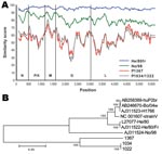 Thumbnail of A) Similarity plot between Borna disease virus (BDV) prototype strain V nucleotide sequence and those of characterized BDV strains He/80fr and No/98 compared with novel strains 1367 and 1034/1322. Gene regions corresponding to the nucleoprotein (N), phosphoprotein (P), X protein (X), matrix protein (M), glycoprotein (G) and L-polymerase protein (L), and nucleotide positions are indicated. B) A tree representing the evolutionary history was inferred by using the neighbor-joining method. The percentage of replicate trees in which the associated taxa clustered together in the bootstrap test (500 replicates) is shown next to the branches. The tree is drawn to scale with branch lengths in the same units as those of the evolutionary distances used to infer the phylogenetic tree (number of base substitutions per site; see scale bar). Evolutionary distances were computed by using a Kimura 2-parameter model; a total of 5,449 positions in the final dataset were analyzed by using MEGA4 software (www.megasoftware.net).