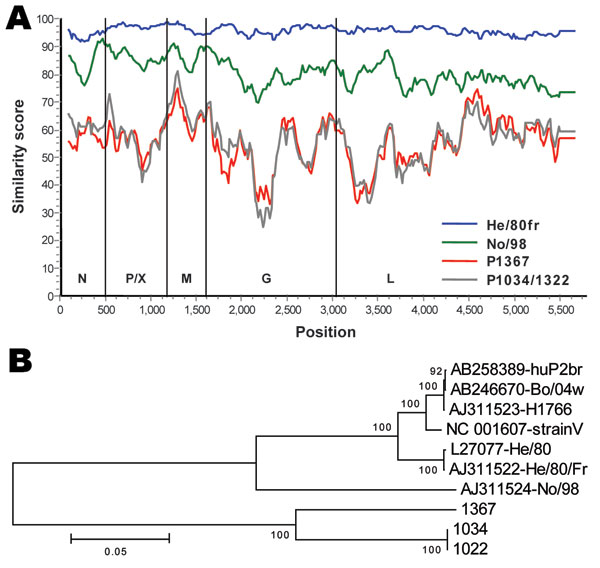 A) Similarity plot between Borna disease virus (BDV) prototype strain V nucleotide sequence and those of characterized BDV strains He/80fr and No/98 compared with novel strains 1367 and 1034/1322. Gene regions corresponding to the nucleoprotein (N), phosphoprotein (P), X protein (X), matrix protein (M), glycoprotein (G) and L-polymerase protein (L), and nucleotide positions are indicated. B) A tree representing the evolutionary history was inferred by using the neighbor-joining method. The percentage of replicate trees in which the associated taxa clustered together in the bootstrap test (500 replicates) is shown next to the branches. The tree is drawn to scale with branch lengths in the same units as those of the evolutionary distances used to infer the phylogenetic tree (number of base substitutions per site; see scale bar). Evolutionary distances were computed by using a Kimura 2-parameter model; a total of 5,449 positions in the final dataset were analyzed by using MEGA4 software (www.megasoftware.net).