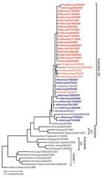 Thumbnail of Phylogenetic reconstruction of the H1 genes of influenza viruses A (H1N1) in Norway, 2007–08 season. The analysis was performed on an alignment spanning positions 84–1054 of viral RNA segment 4. Pairwise distances were calculated by using the Kimura 2-parameter model with a transition:transversion ratio of 2.0; the phylogenetic tree was constructed by the neighbor-joining method, as implemented in the programs DNADIST and NEIGHBOR in the PHYLIP package (14 15,). Published sequences