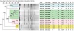 Thumbnail of Pulsed-field gel electrophoresis (PFGE)–SmaI dendogram of Clostridium difficile isolates of meat and human origin in Canada. Representative PCR ribotypes 077, 014, M31, and M26 are of meat origin from 2005 (4,11). PCR ribotype designations are described in Table 2. Note the genetic similarity (94.1%–100%) and antimicrobial resistance profiles between human and meat isolates, especially PCR ribotypes 014 and J. Also note the genetic similarity (81.8%–100%) between meat isolates from