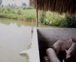 Thumbnail of Typical pig pen built on bank of fish pond in Nghe An Province, Vietnam. The design allows fecal waste to drain into the pond.